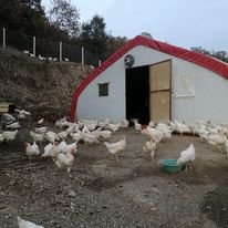 ODABAŞ YUMURTA EVİ  RESİMLERİ..